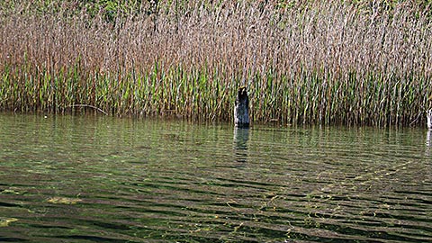 Schilf im Hintersee