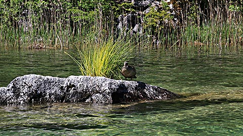 Der romantische Hintersee in Ramsau bei Berchtesgaden