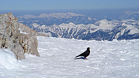 Skitour Berchtesgaden - Panorama am Gipfel