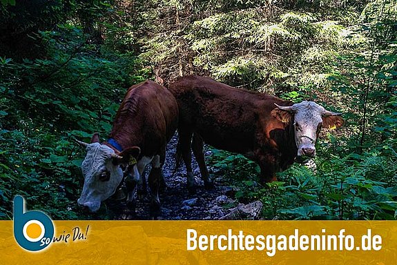 Wandern in den Bergen von Berchtesgaden