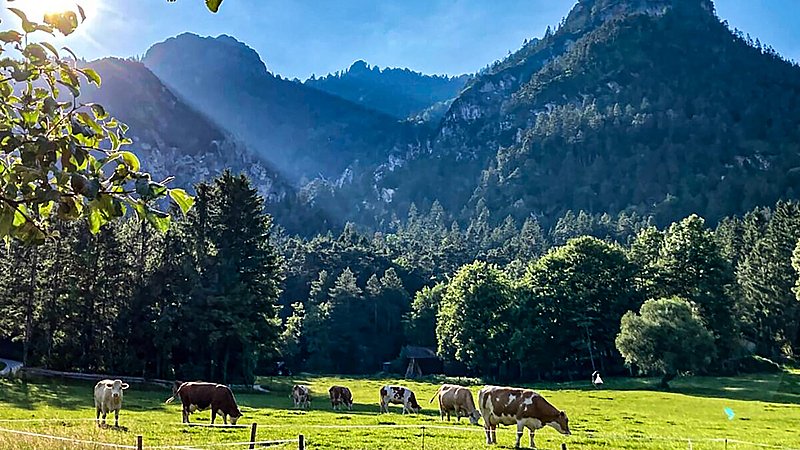 Urlaub auf dem Bauernhof am Bognerlehen