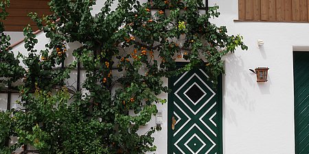 Hauseingang EG mit Aprikosenbaum