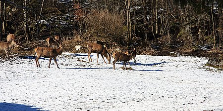 Hotel Ramsau - Winterurlaub im Nationalpark