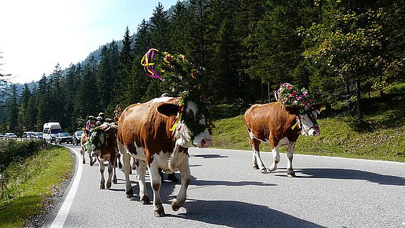 Herbstferien, Almabtrieb in Berchtesgaden