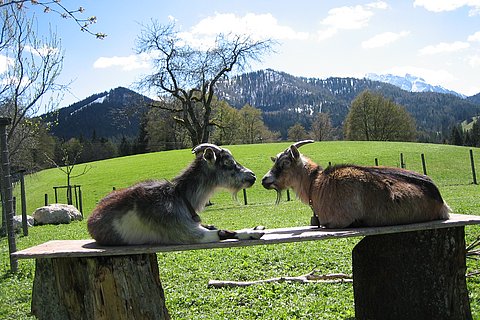 zwei-ziegen.JPG