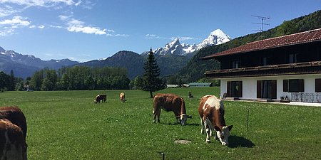 Rinder_vor_dem_Haus.jpg