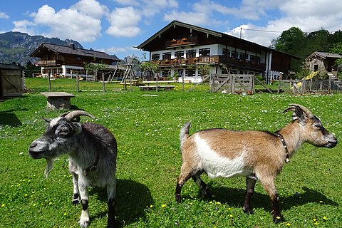 bauernhof-ziegen.JPG