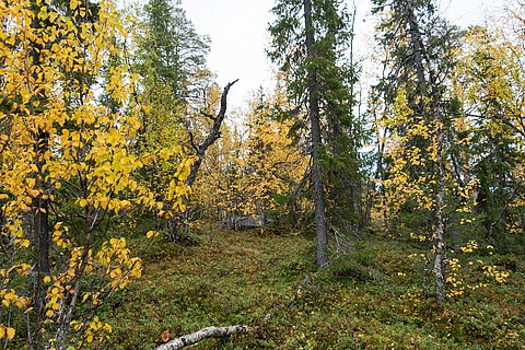 Kräuterwanderung Pflanzen im Portrait, Verbindung mit der Natur Pur