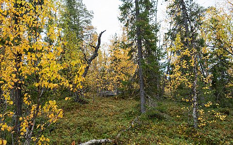 Kräuterwanderung Pflanzen im Portrait, Verbindung mit der Natur Pur