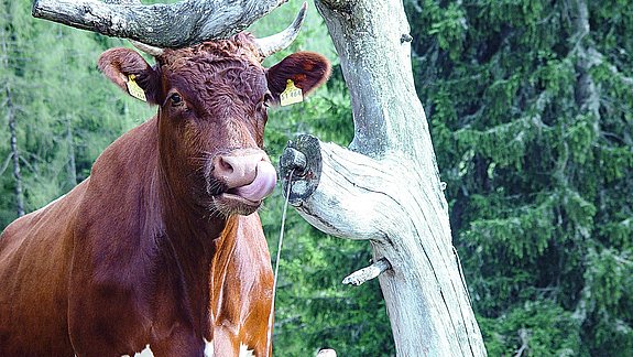 Urlaub auf dem Bauernhof in Berchtesgaden